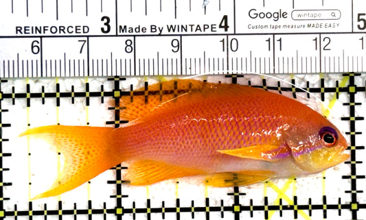 Female Lyretail Anthias (Maldives) FLA122302 WYSIWYG Size: M 2.75" approx