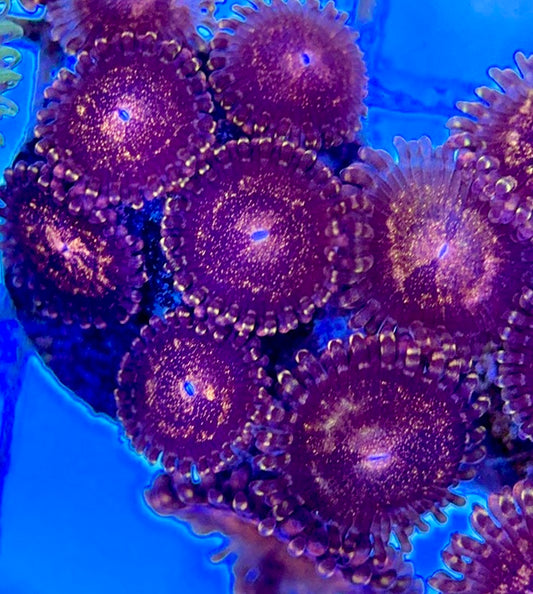 Aquacultured Zoanthids/Playthoa AZP050510 WYSIWYG