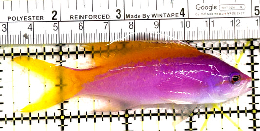 Evan's Anthias EA122302 WYSIWYG Size: XL 3.75" approx