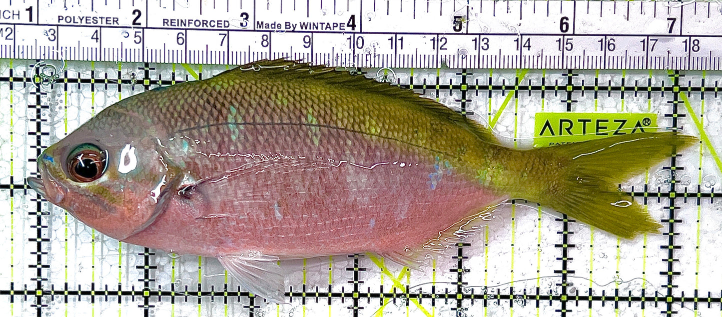 Yellowback Fusilier Fish (Unique) YFF111101 WYSIWYG Size: SHOW 6.25" approx