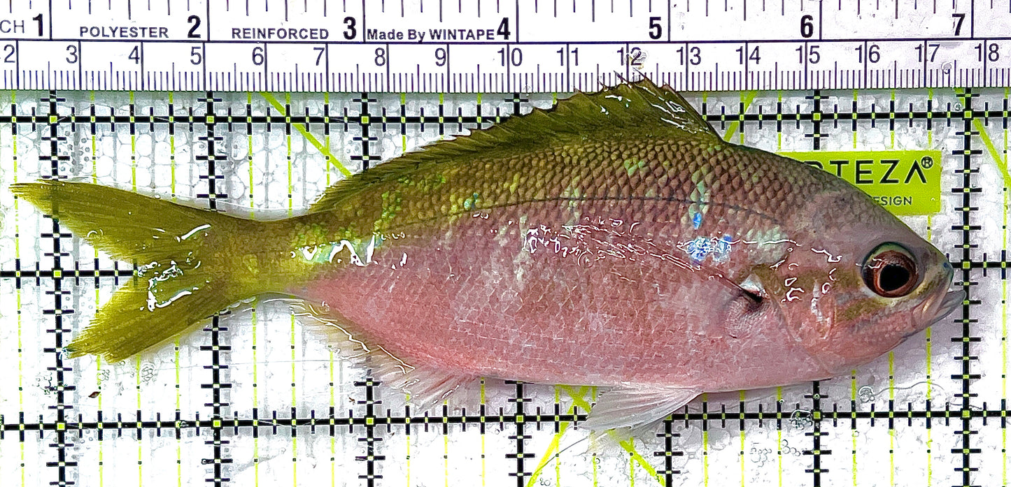Yellowback Fusilier Fish (Unique) YFF111101 WYSIWYG Size: SHOW 6.25" approx