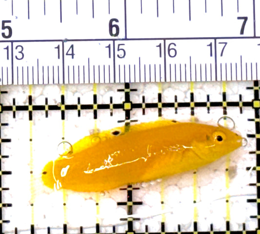 Yellow Coris Wrasse YCW011301 WYSIWYG Size: S 1.75" approx