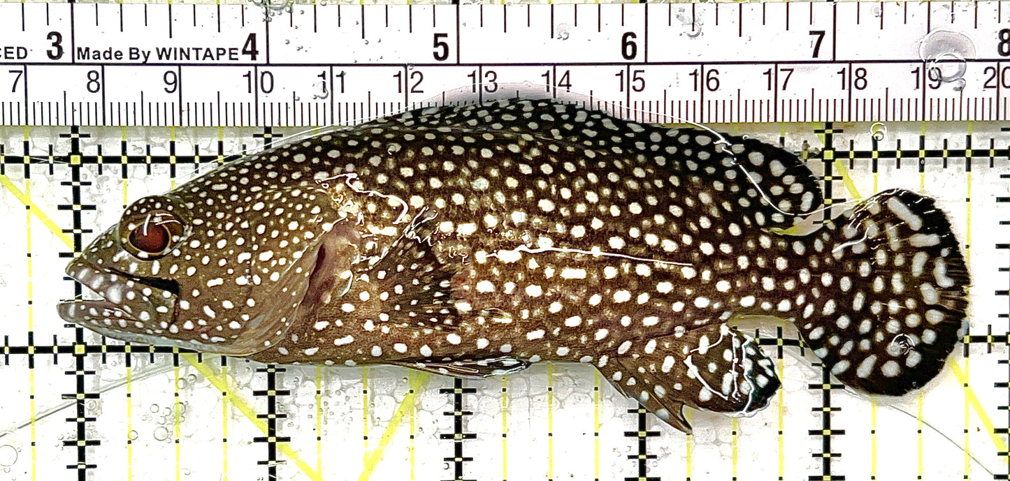 White Spotted Grouper WSG111101 WYSIWYG Size: L 5" approx