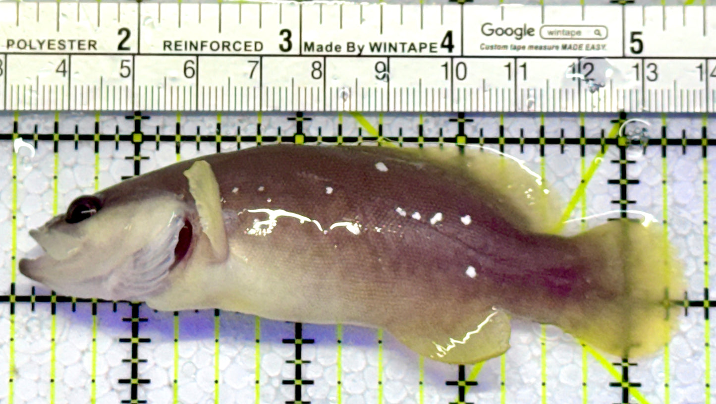 Greater Soapfish GS122601 WYSIWYG Size: 4”