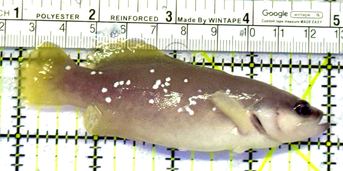 Greater Soapfish GS122601 WYSIWYG Size: 4”