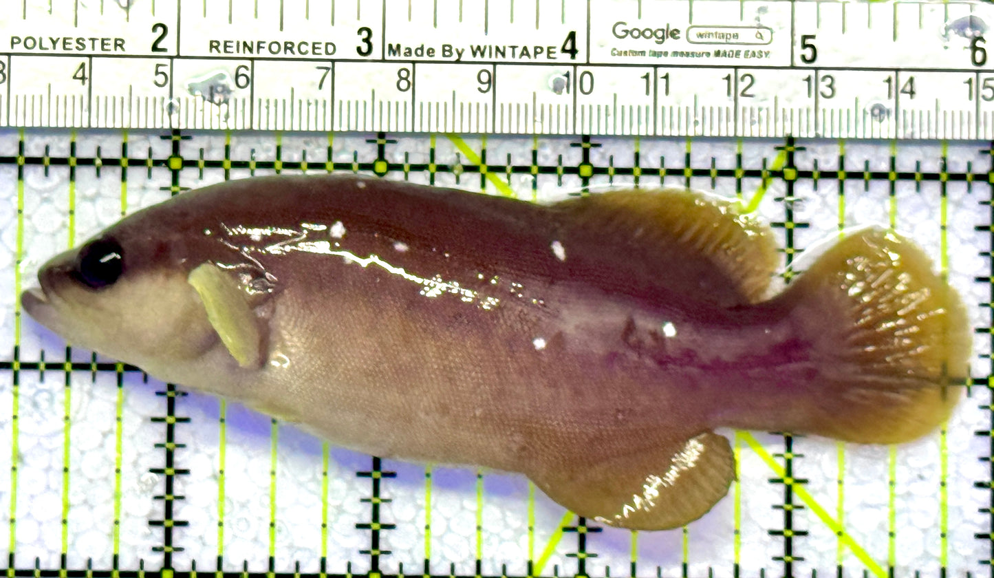 Greater Soapfish GS122602 WYSIWYG Size: 4.75”