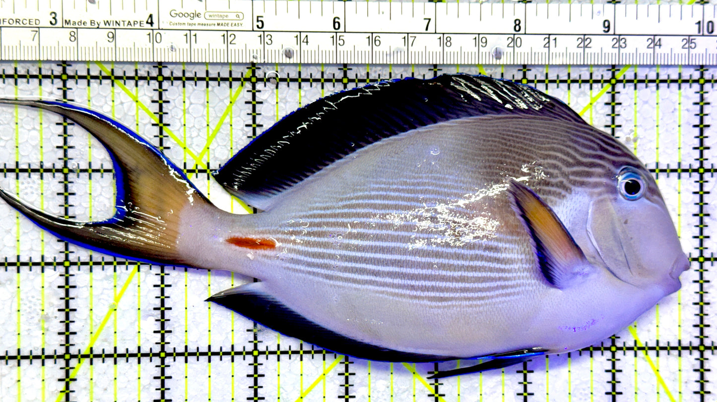 Sohal Tang (Oman Special Grade Red Sea) ST122601 WYSIWYG Size: XXL 8"