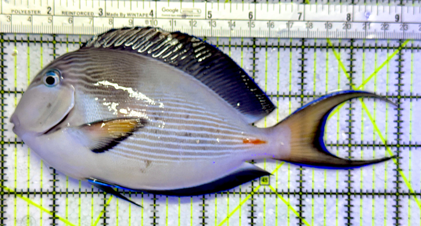 Sohal Tang (Oman Special Grade Red Sea) ST122601 WYSIWYG Size: XXL 8"