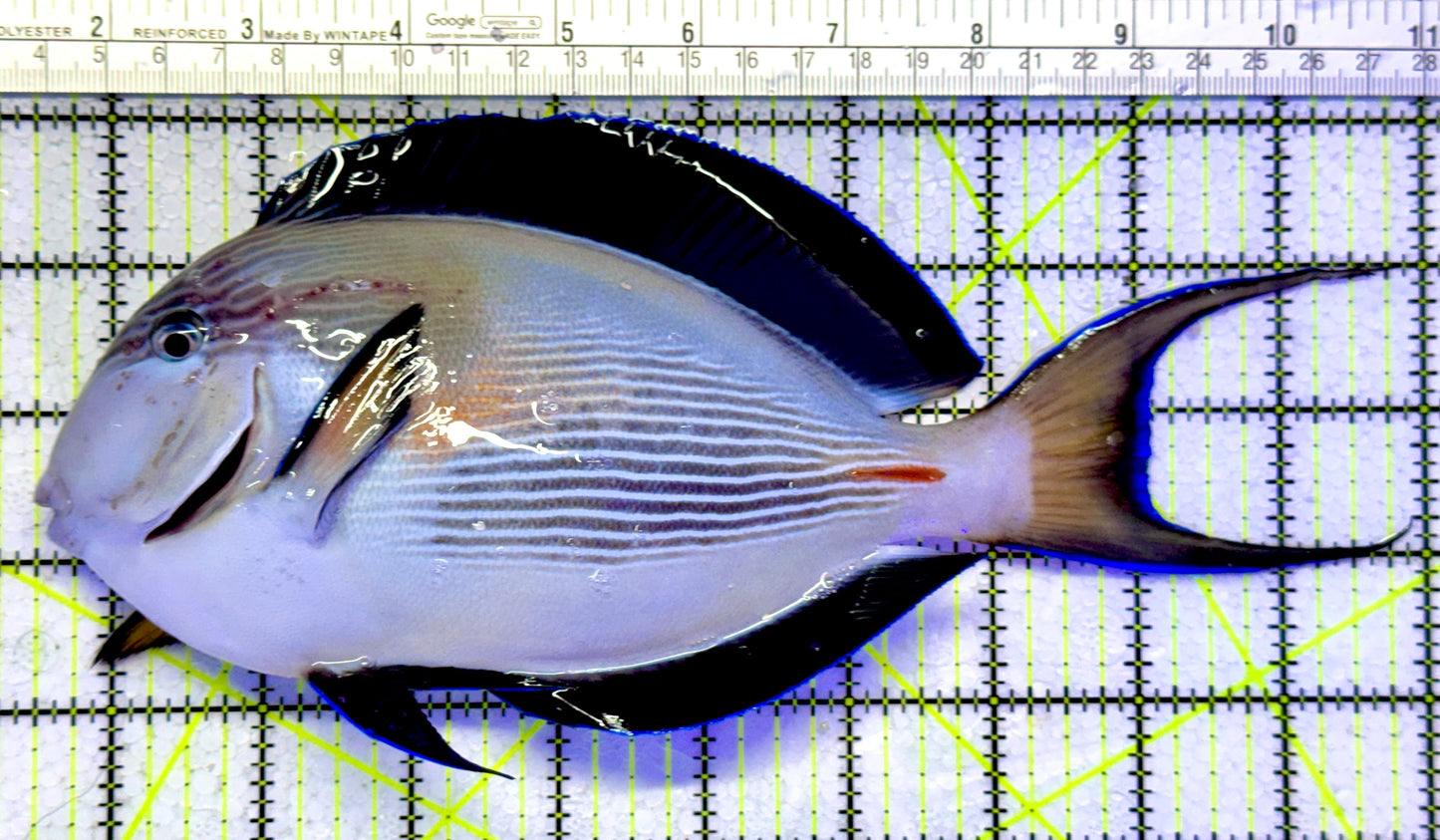 Sohal Tang (Oman Special Grade Red Sea) ST122602 WYSIWYG Size: SHOW 9.5"