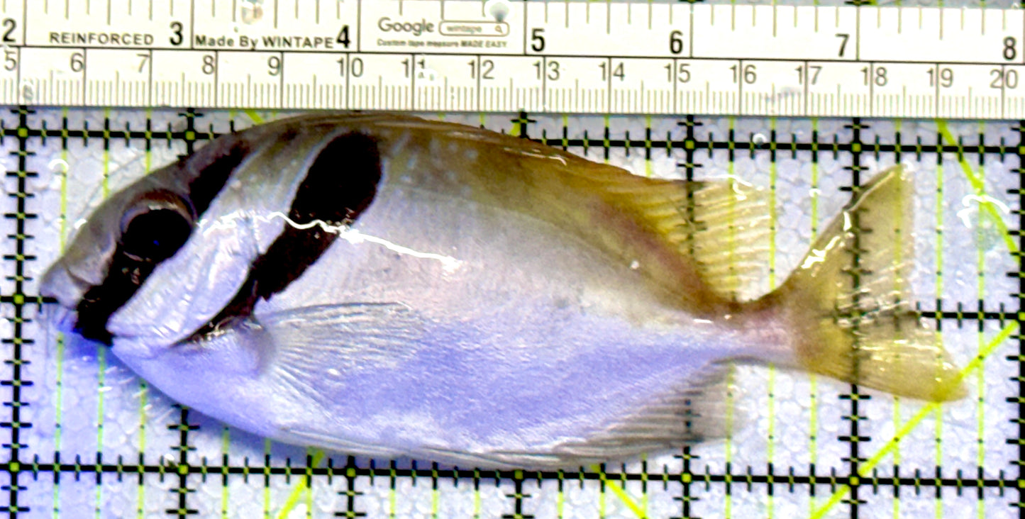 Scribbled Rabbitfish SR122601 WYSIWYG Size: XL 5.25"