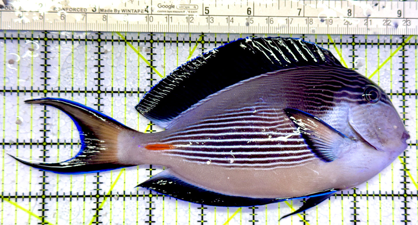 Sohal Tang (Oman Special Grade Red Sea) ST122602 WYSIWYG Size: XXL 7.75"