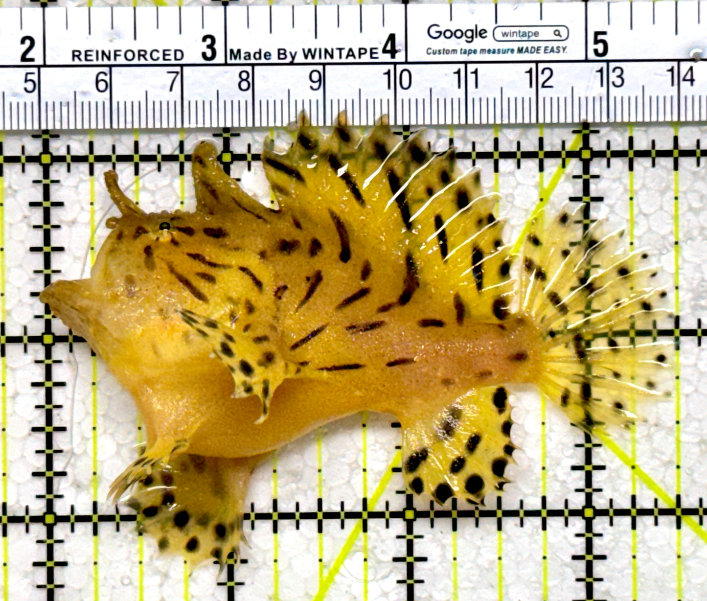 Striated Anglerfish SA122601 WYSIWYG Size: ML 3.5"