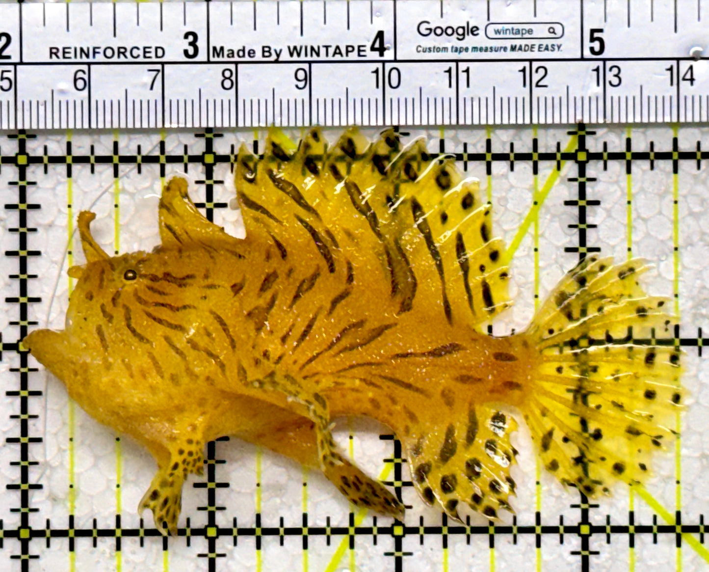 Striated Anglerfish SA122602 WYSIWYG Size: ML 3.5"