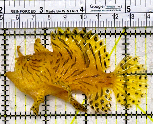 Striated Anglerfish SA122602 WYSIWYG Size: ML 3.5"