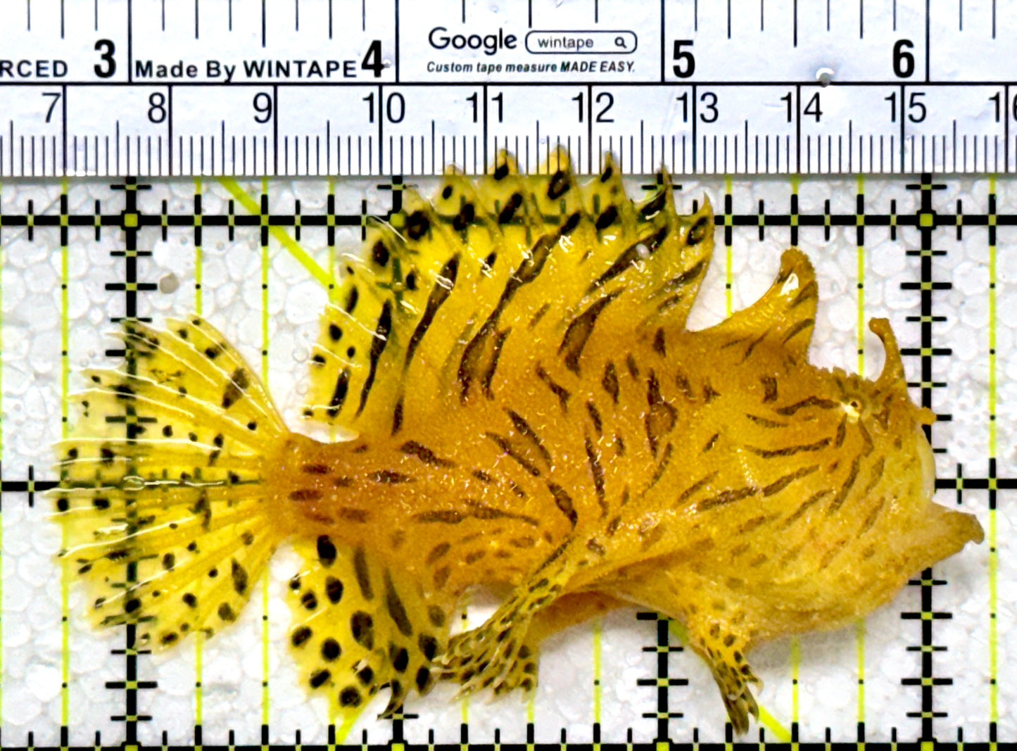 Striated Anglerfish SA122602 WYSIWYG Size: ML 3.5"