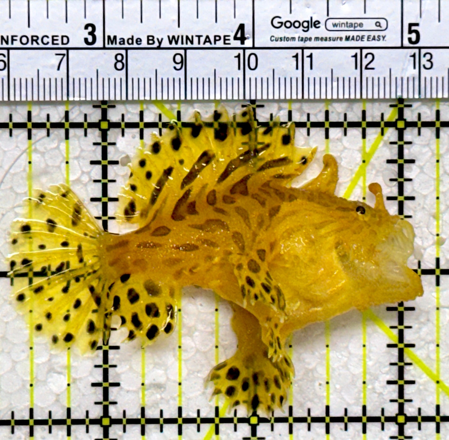 Striated Anglerfish SA122603 WYSIWYG Size: ML 2.75"