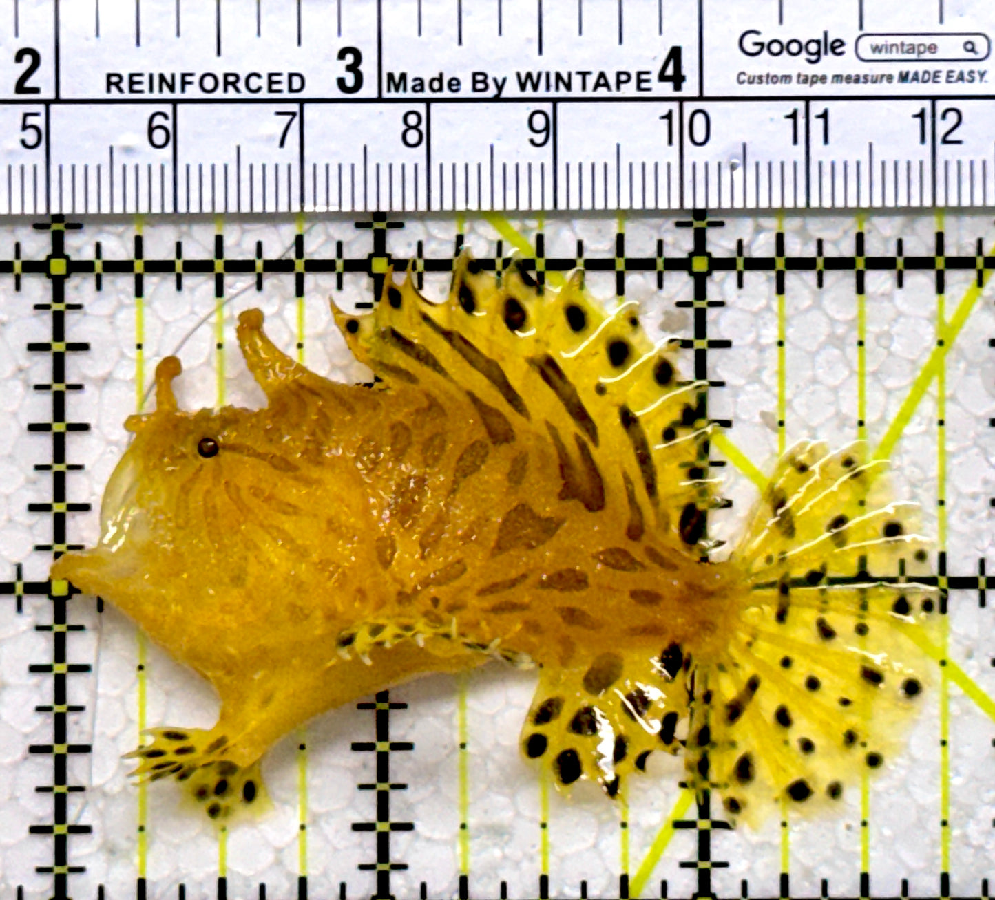 Striated Anglerfish SA122603 WYSIWYG Size: ML 2.75"