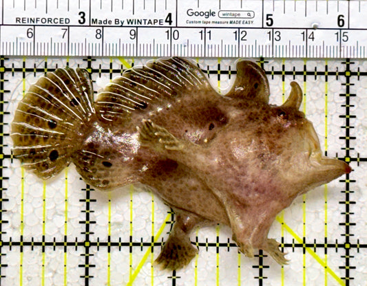 Angler A122601 WYSIWYG Size: ML 4"