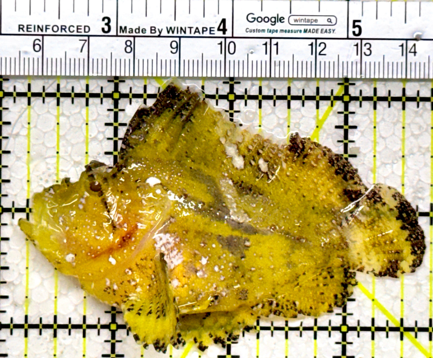 Golden Leaf Fish GLF122601 WYSIWYG Size L: 3.5"