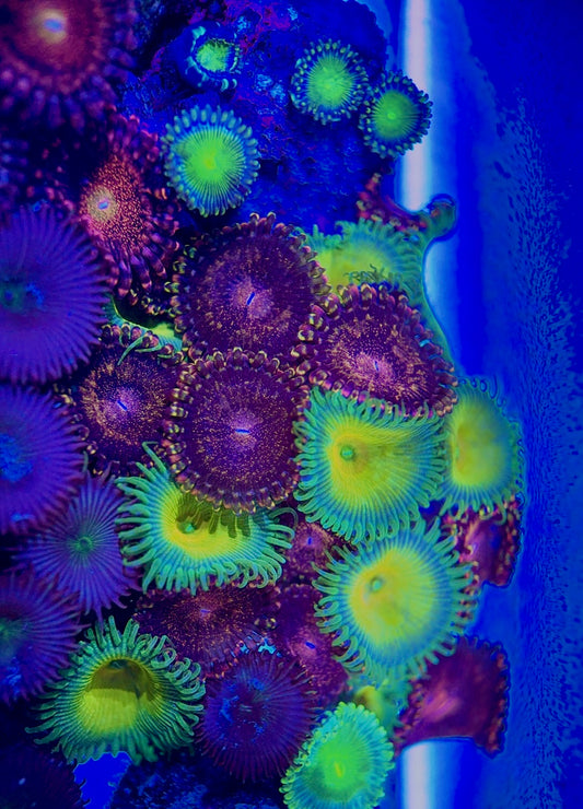 Aquacultured Zoanthids/Playthoa AZP050601 WYSIWYG