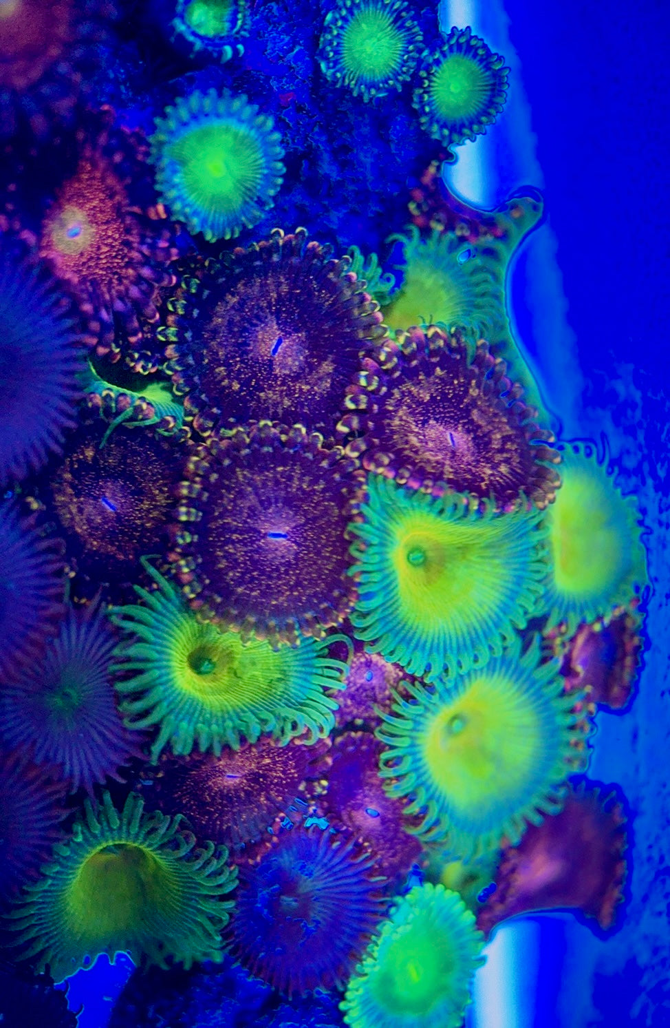 Aquacultured Zoanthids/Playthoa AZP050601 WYSIWYG