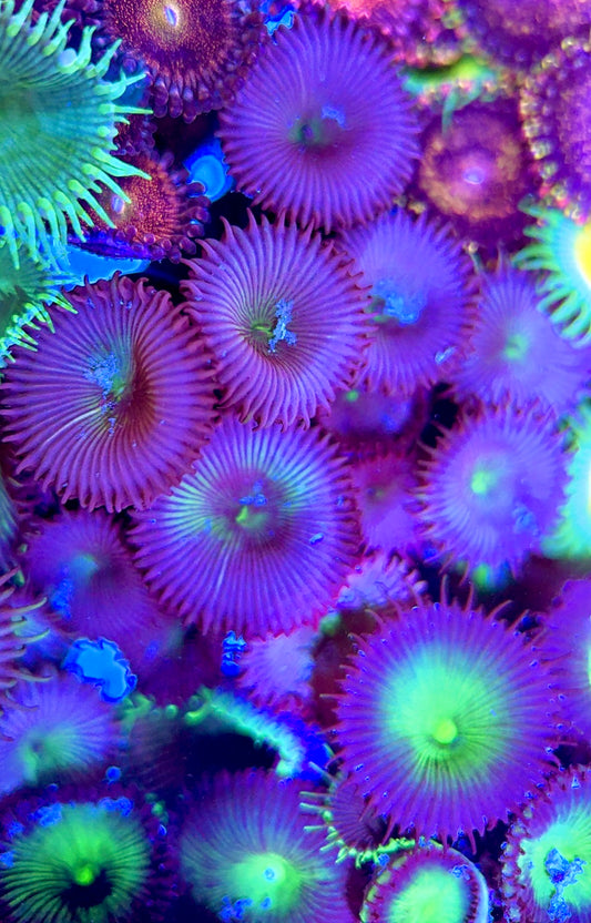 Aquacultured Zoanthids/Playthoa AZP050602 WYSIWYG