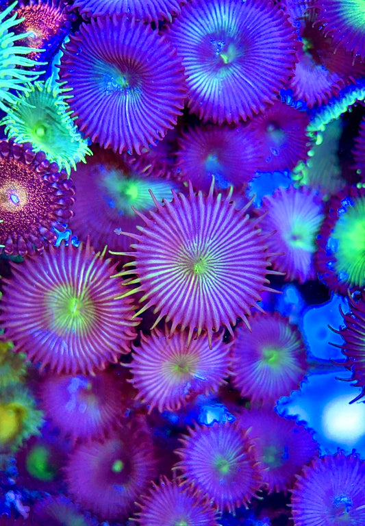 Aquacultured Zoanthids/Playthoa AZP050603 WYSIWYG