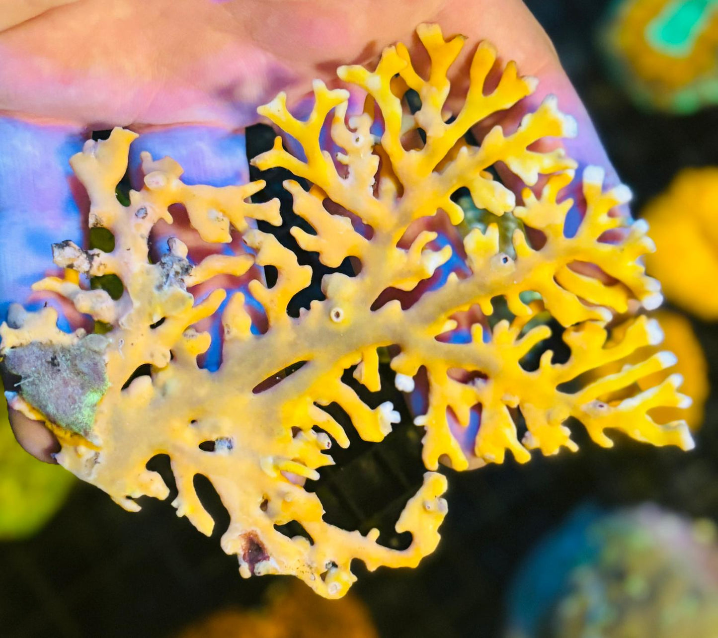 Sunset Lace Coral (Orange Distichopora) Size: S 0.75" to 1" Diameter Approx Frag