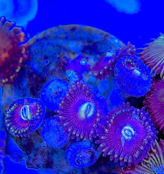 Aquacultured Zoanthids/Playthoa AZP050605 WYSIWYG