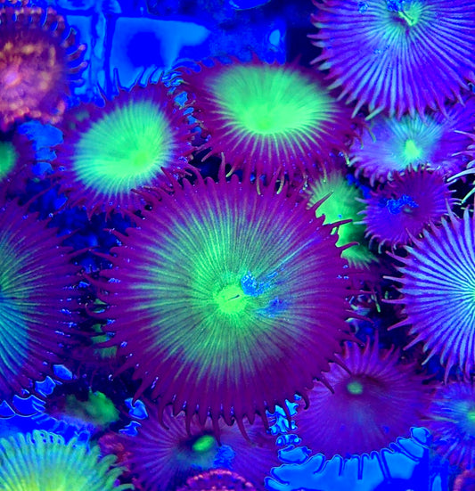 Aquacultured Zoanthids/Playthoa AZP050606 WYSIWYG