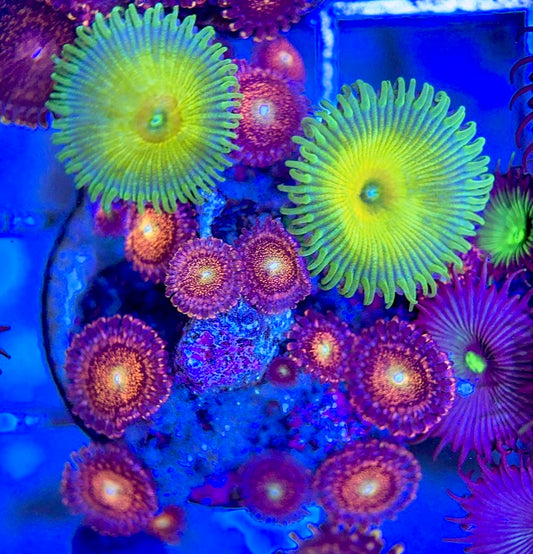 Aquacultured Zoanthids/Playthoa AZP050607 WYSIWYG