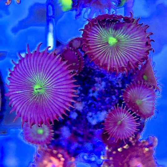 Aquacultured Zoanthids/Playthoa AZP050608 WYSIWYG