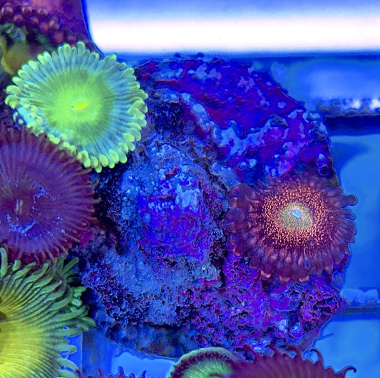 Aquacultured Zoanthids/Playthoa AZP050601 WYSIWYG