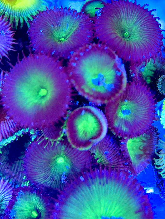 Aquacultured Zoanthids/Playthoa AZP050602 WYSIWYG