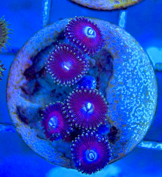 Aquacultured Zoanthids/Playthoa AZP050603 WYSIWYG