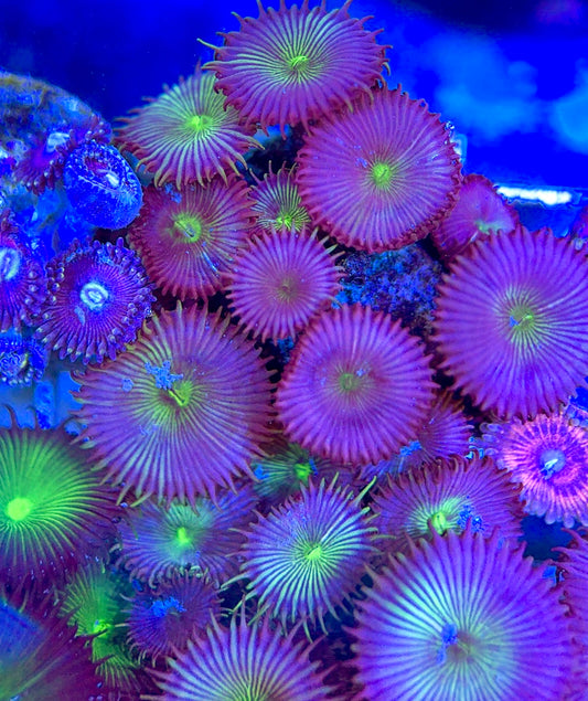 Aquacultured Zoanthids/Playthoa AZP050604 WYSIWYG