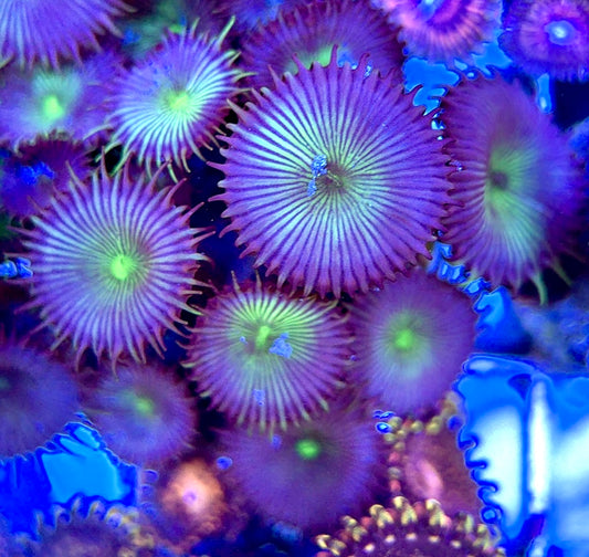 Aquacultured Zoanthids/Playthoa AZP050605 WYSIWYG