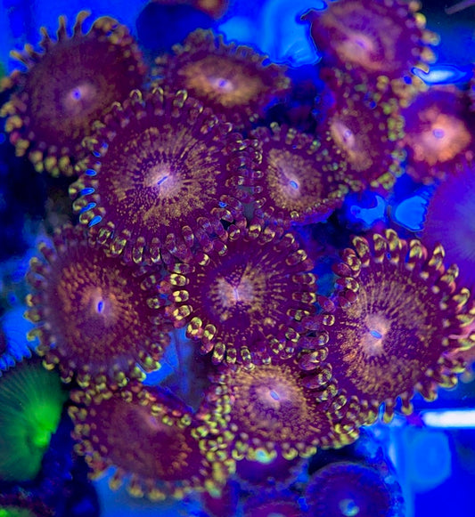 Aquacultured Zoanthids/Playthoa AZP050606 WYSIWYG
