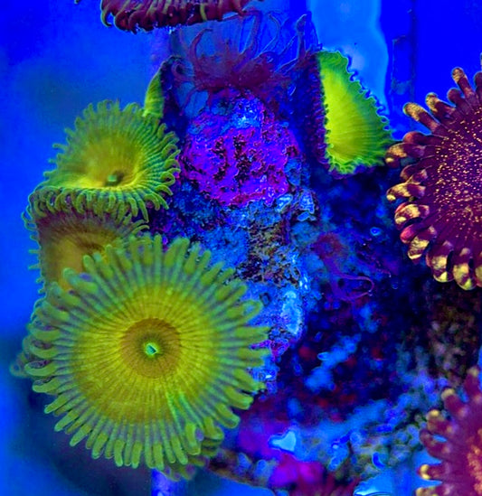 Aquacultured Zoanthids/Playthoa AZP050607 WYSIWYG
