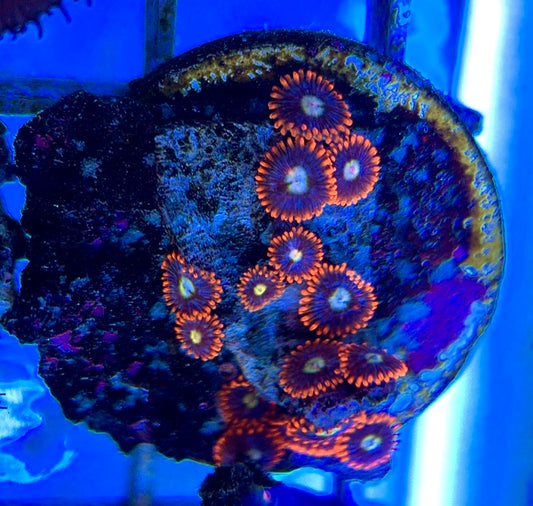Aquacultured Zoanthids/Playthoa AZP050601 WYSIWYG
