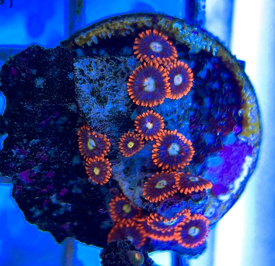 Aquacultured Zoanthids/Playthoa AZP050601 WYSIWYG
