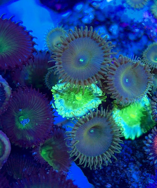 Aquacultured Zoanthids/Playthoa AZP050602 WYSIWYG