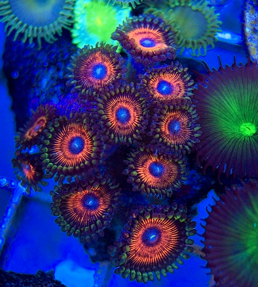 Aquacultured Zoanthids/Playthoa AZP050603 WYSIWYG