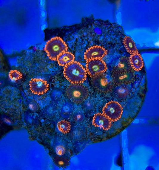 Aquacultured Zoanthids/Playthoa AZP050604 WYSIWYG