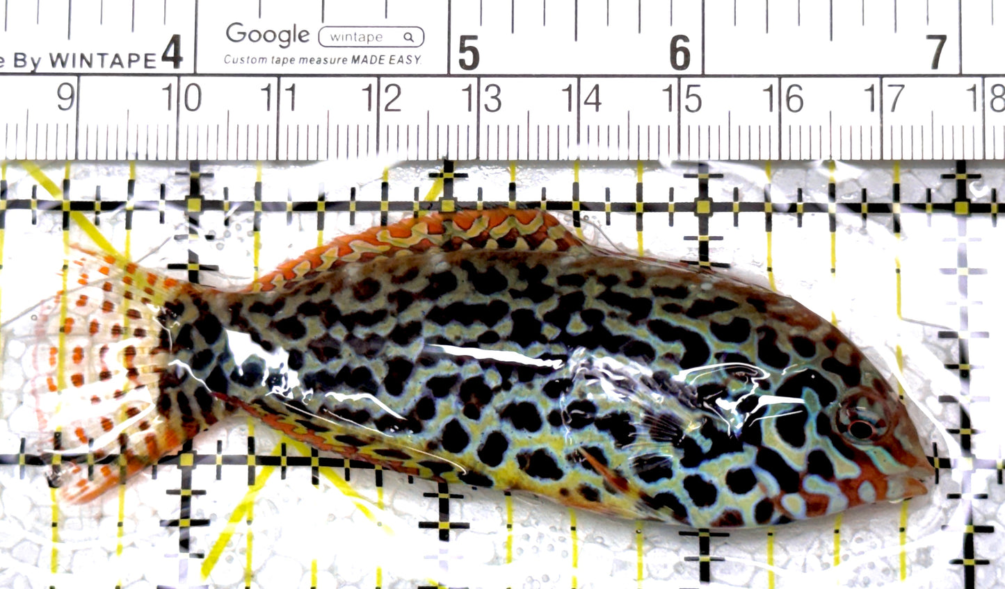 Meleagris Leopard Wrasse MLW122901 WYSIWYG Size: XL 3.5" approx
