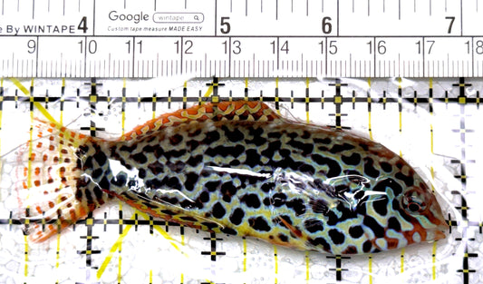 Meleagris Leopard Wrasse MLW122901 WYSIWYG Size: XL 3.5" approx