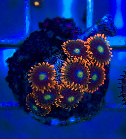 Aquacultured Zoanthids/Playthoa AZP050605 WYSIWYG