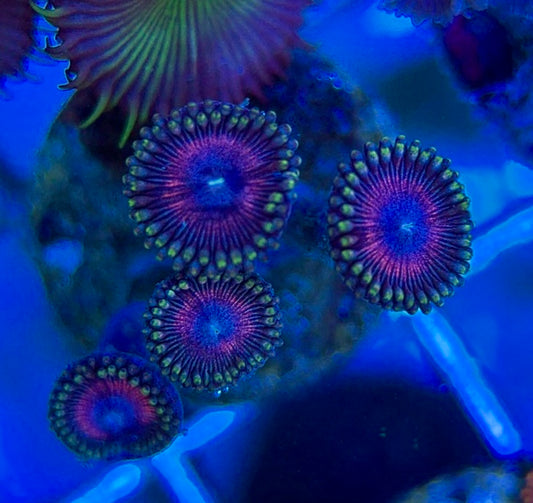 Aquacultured Zoanthids/Playthoa AZP050606 WYSIWYG