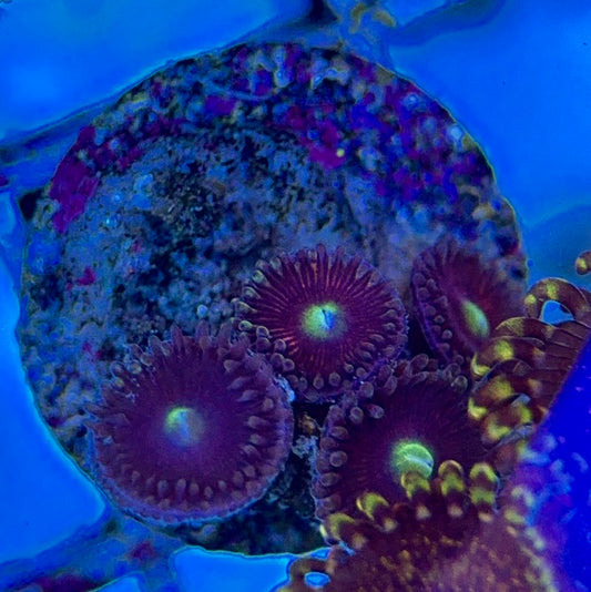 Aquacultured Zoanthids/Playthoa AZP050607 WYSIWYG