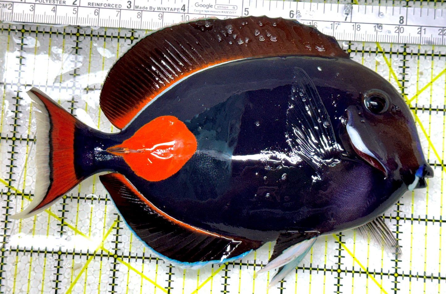Achilles Tang AT122801 WYSIWYG Size: XXL/Show 7.75" approx